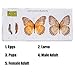Life Cycle of Common Insect Specimen, Resin Collection Science Toys for Kids Aged 3-12 (Butterfly)