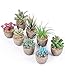 JOSPL Künstliche Pflanzen, Kunstpflanze Deko Pflanzen Künstliche Sukkulenten Pflanze 8 Stücke mit Grauem Topf Kunstpflanzen Außenbereich Tisch Haus Balkon Büro Deko Fälschung Grünes Pflanzen Deko mit günstig Kaufen-JOSPL Künstliche Pflanzen, Kunstpflanze Deko Pflanzen Künstliche Sukkulenten Pflanze 8 Stücke mit Grauem Topf Kunstpflanzen Außenbereich Tisch Haus Balkon Büro Deko Fälschung Grünes Pflanzen