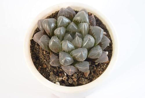 Image of Haworthia Cooperi Live Succulent Plant with Pot | Rare Transparent-Leaf Succulent | Low-Maintenance Indoor Desk Plant for Home & Office Decor | Fresh Healthy Live Plant