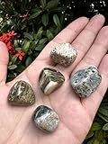 GAF TREASURES 5 Pcs Ocean Jasper Tumbled Stones, Polished Natural Sea Jasper Gemstone, Ocean Jasper Healing Crystals (Ocean Jasper)
