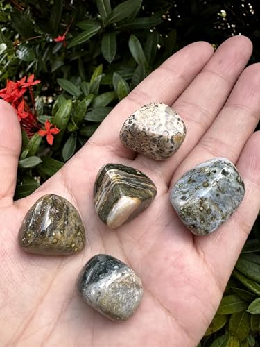GAF TREASURES 5 Pcs Ocean Jasper Tumbled Stones, Polished Natural Sea Jasper Gemstone, Ocean Jasper Healing Crystals (Ocean Jasper)