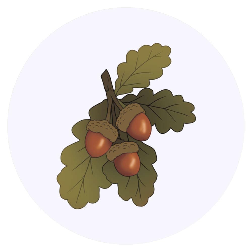 Azeeda 24 x 'Acorns and Oak Leaves' Stickers - for Crafts, Scrapbooking and Labelling (SK00072830)