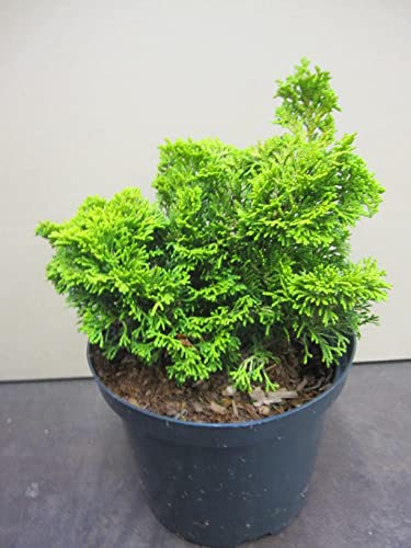 Muschelzypresse Meroke Twin - Chamaecyparis obtusa Meroke Twin - Fächerblattzypressen