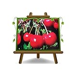 lapinella city  Ciliegio Dolce Lapins - Pianta da frutto su vaso da 26 - albero max 180 cm - 4 anni