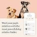 Wisdom Panel Premium Dog DNA Kit: Most Comprehensive with 265+ Health Tests, Identify 365+ Dog Breeds, 50+ Traits, Relatives, Ancestry, Genetic Diversity - Pack of 1