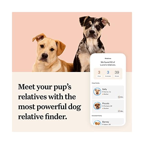 Wisdom Panel Premium: Most Comprehensive Dog DNA Test for 200+ Health Tests | Accurate Breed ID and Ancestry | Traits | Relatives | Genetic Diversity | Vet Consult | 1 Pack Wisdom Panel Premium: Most Comprehensive Dog DNA Test for 200+ Health Tests | Accurate Breed ID and Ancestry | Traits | Relatives | Genetic Diversity | Vet Consult | 1 Pack