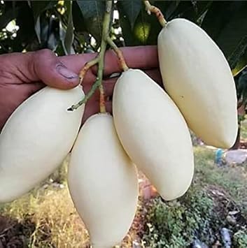 Image of Testy & Sweet Grafted Fruit Plant Healthy Live White Mango tree || For Home Garden Outdoor & Indoor Plant.