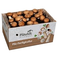 Hawlik Pilzbrut I Großes