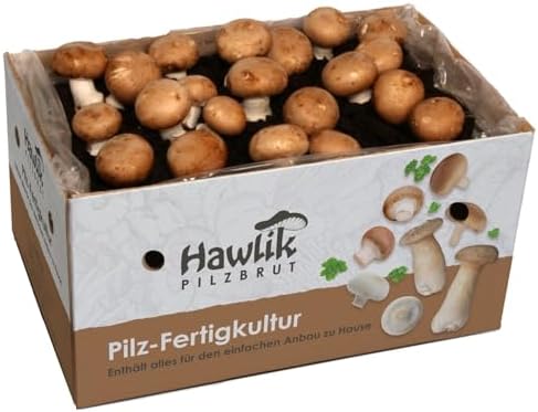 Pequeño kit cultivo setas para cultivar el champiñon portobello u...