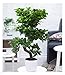 Produktbild BALDUR-Garten Zimmerbonsai Ficus Ginseng ca. 60-70 cm hoch;1 Pflanze Luftreinigende Zimmerpflanze, unterstützt das Raumklima, Feigenbaum Zimmerpflanze, mehrjährig - frostfrei halten