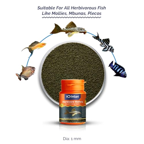 Image of Intan Herbivore Wafers (Small 1mm Sinking) | 40gm - Highly Nutritious Ornamental Fish Food for Herbivorous Fish - Mollies, Mbunas & Plecos | Growel Feeds
