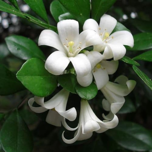 Image of All Time Madhu Kamini Murraya paniculata, Orange Jasmine, Kamini Flower Live Plant (Height 1 Feet) Air Layered Baromasi Flower, Fragrance: Sweet, orange-blossom For Home Garden Balcony