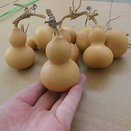 FidgetGear 5pcs Natural Bottle GOURDS (Dried & Cleaned) Small Calabash Gourd Craft DIY Decor
