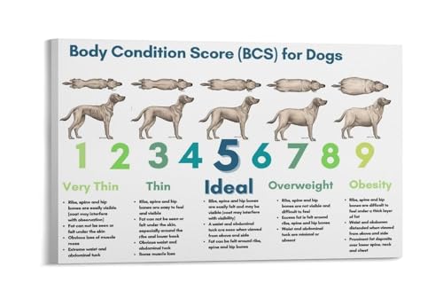 Canvas Wall Art for Dog Lovers Canine Body Condition Score BCS Educational Chart for Home Vet Clinic or Pet Wellness Center Deco
