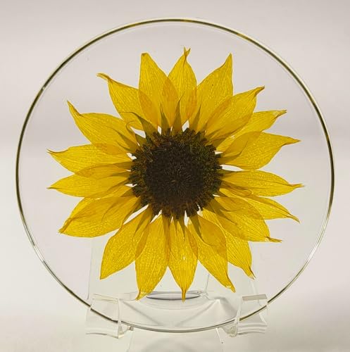 Real Girasol Dorado en Resina Clara de Lucita 3.9" miniatura 2