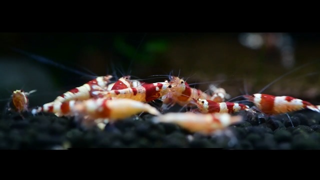 Amazon.com: Swimming Creatures™ Freshwater Aquarium Caridina