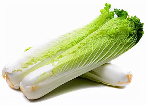 100 Graines de chou chinois Tianjin QingMaye Green Maye Semillas de col china: Semillas