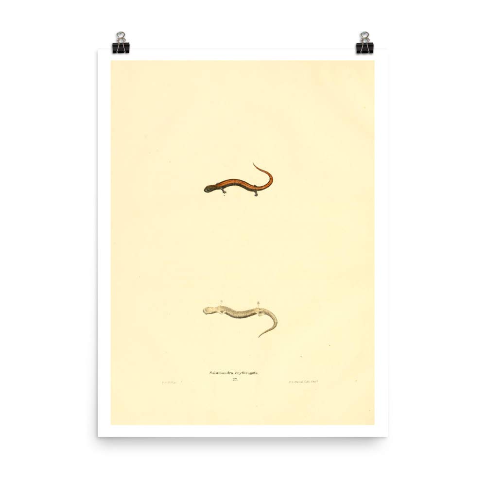 Affiche vintage antique 1836 Salamandre, cadeau idéal pour passionné de nature