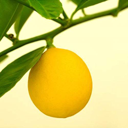 Rosepoem Semillas de limón semilla rara 10Pcs Orgánica Inicio Bonsai