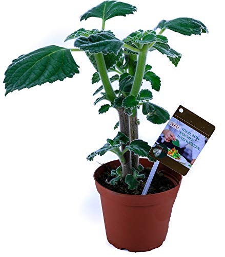 Weseler Kräuterparadies Green Velvet Zitronenblatt Pflanze