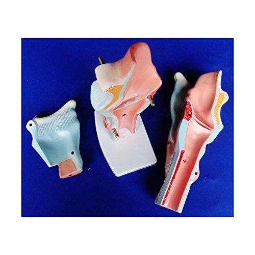 Miniatura 3 de Modelo Anatomía profesional médico acupuntura humana Laringe it-037Angelus