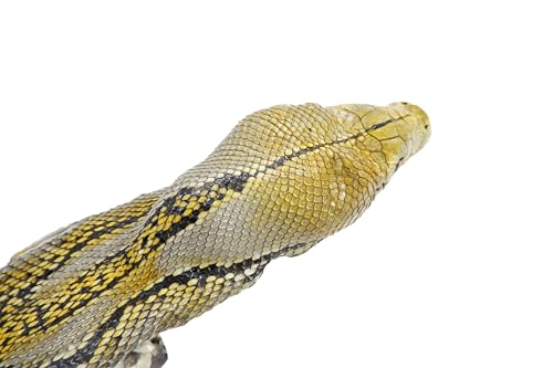 Genuine Python Snake Skin with Head Belt 46" Long3