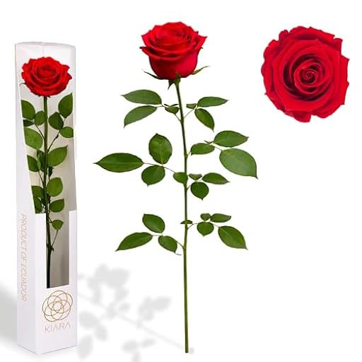 Gdecora Rosa Eterna Preservada Rojo Natural con Tallo 55cm Mujer,Mamá,Novia,Abuela - Flor Infinita para Cumpleaños, Sant Jordi y Día de la Madre - Rosas Preservadas de Ecuador | Ya disponible en tu tienda friki favorita! En mundofriki.es!