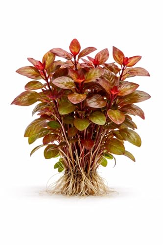 Canton Aquatics Ludwigia Repens (Dark Red) Live Freshwater Aquarium Plant - Bare Root Stem Plant...