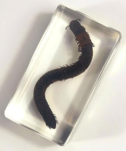 Image of 2.9 inch Real Millipede in Crystal Clear Lucite Resin Specimen Preserved Animal Insect Bug Taxidermy Crafts Collection for Biology Science Education & Desk Ornament Display Supplies Paperweight