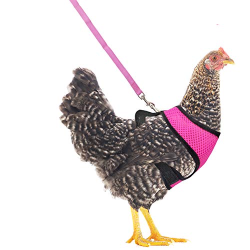 YUEPET Arnés de pollo...
