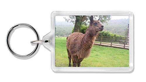 Preisvergleich Produktbild Advanta - Keyrings Lama Foto Schlüsselbund TierstrumpffüllerGeschenk