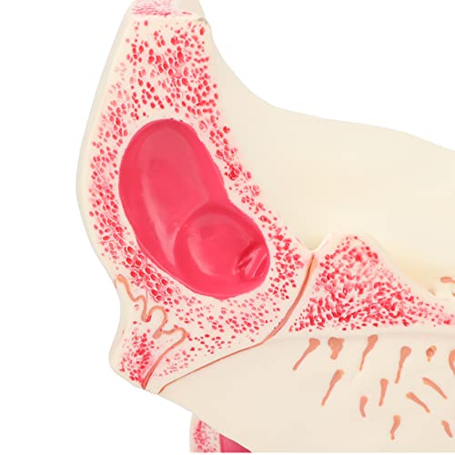 Modèle anatomique des yeux grossissement 3x avec support pour étude médicale - 4