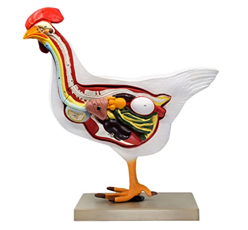 Image of Chicken Hen Anatomy Model, 6 Parts - Life Size Cross Section - Hand Painted - Designed by Veterinary Professionals - Eisco Labs
