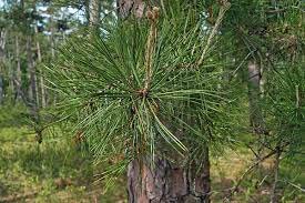 30 Seeds Loblolly Pine Seeds Tree Seeds For Planting Pinus Taeda Arkansas Pine North Carolina Pine Oldfield Pine Seeds #TOP3