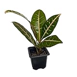 Sale - Colorful Croton - 3' Pot - Easy to Grow House Plant - Codiaeum Petra