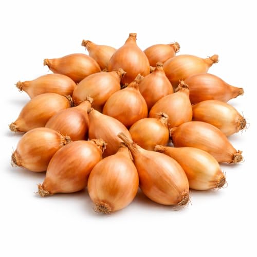 Yellow Onion Bulbs for Planting 2026, 100 Count Onion Sets,