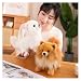 KUKUShining Soft Pomeranian Hund Kuscheltier, 23CM Niedliches Welpen Plüschtier Stofftier Kinder Ideal für gemütliches Spielen und Schlafzimmerdekoratio(BrownBomei)