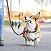 Didog Hundehalsband, weiches, gepolstertes, Leder, mit personalisierbarem, graviertem Namensschild, D-Ring. Für kleine und mittelgroße Hunde geeignet.