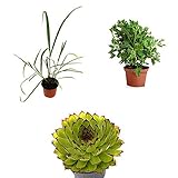 Kit 3 Plantas Que Repelen Mosquitos: 1 Citronela + 1 Geranio Antimosquitos + 1 Siempreviva para Picaduras