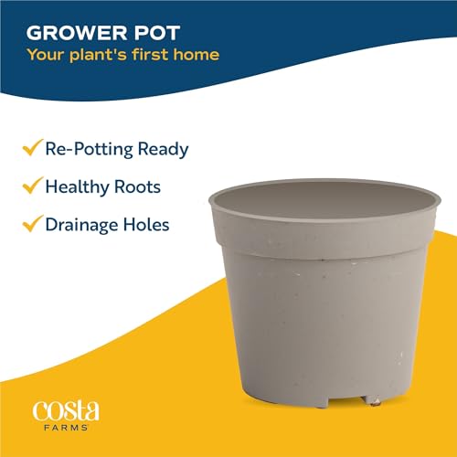 Costa Farms Live Mini Indoor Plants in Plastic Pots, Easy to Maintain, Air Purifying Houseplants, Home, Room, or Office Decor, House Warming or Birthday Gift, 4-6 Inches Tall, Pack of 6 - Image 8