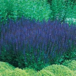 Park Seed Blue Queen Salvia
