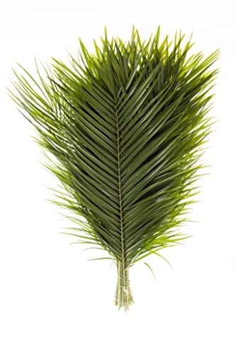 Fresh Cut Palm Robellini Leaves for Wedding and Event Decoration