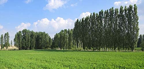 Hybrid Poplar Tree Cuttings For Planting - Fast Growing Shade Or Privacy Trees (10 Trees) #TOP3