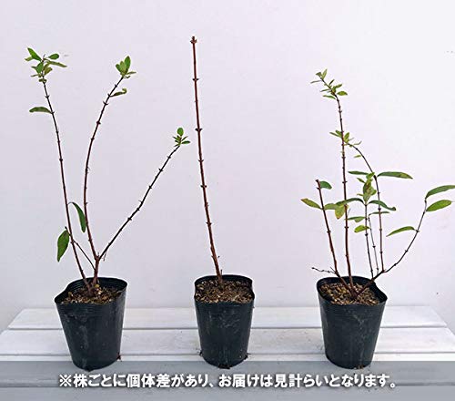 Amazon.co.jp: ハスカップ（ハニーベリー）：ボレアルビースト3.5～4号