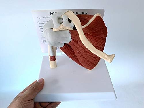 Articulación del hombro con modelo de músculos, modelo de anatomía de