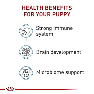 Royal Canin Measurement Well being Vitamin X-Small Breed Dry Pet Meals, Helps Mind Improvement, Immune Assist and Digestive Well being, 3 lb Bag Royal Canin Measurement Well being Vitamin X-Small Breed Dry Pet Meals, Helps Mind Improvement, Immune Assist and Digestive Well being, 3 lb Bag