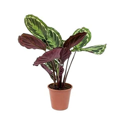 Creative Farmer Indoor Plants Calathea Roseopicta Madallion, 12 Cm Pot Live - Gardening|Home Decoration|Hanging Basket (Gardening Healthy Plant)