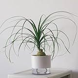 10 pcs elefantenfuß pflanze samen - echte pflanzen, samen geschenk (Beaucarnea recurvata...