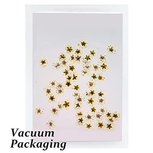 Flores secas prensadas para resina, 60 piezas blancas naturales miniatura 3