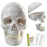Merinden Numbered Human Skull Anatomical Model, 3 Parts Life-Size Human Skull Anatomy Model w/Detachable Calvaria, Articulated Mandible, Painted Sutures for Medical Science Education Study or Teaching